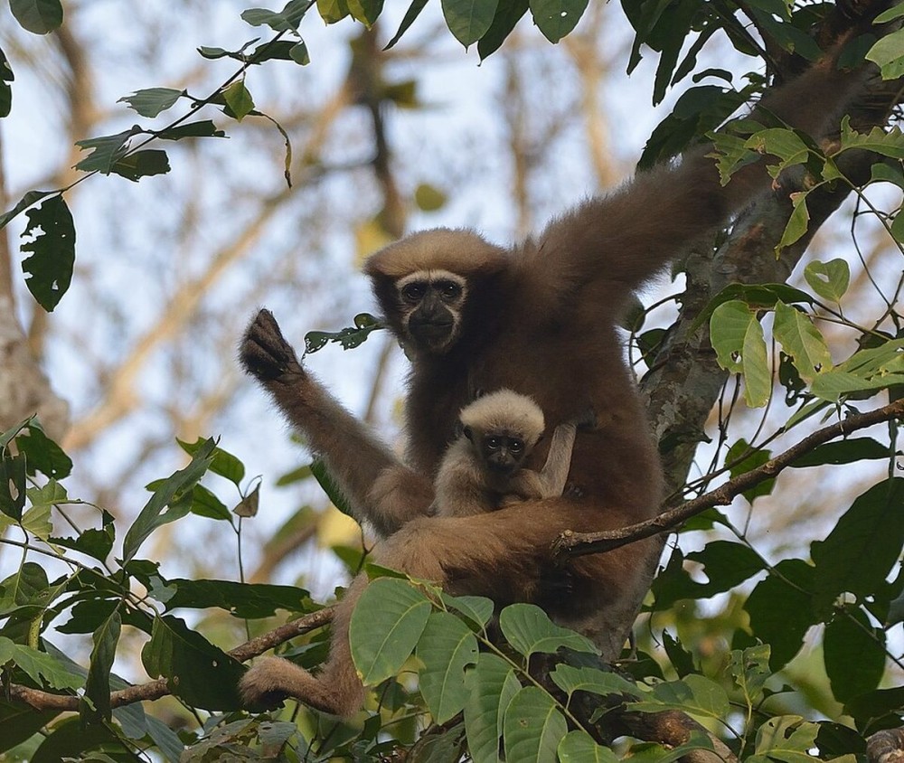 Up in the Canopy - a swish, a song, and a leap!